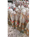 PNT-0153 Colored Life-Size Plastic Medical Anatomical Human Skull Model For Sale